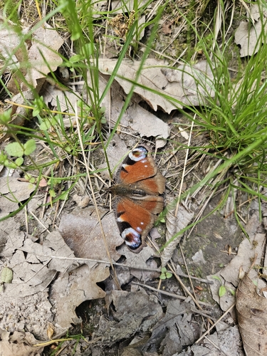 European Peacock Butterfly