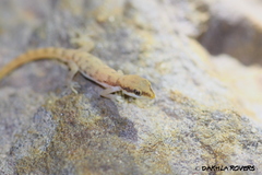 Tropiocolotes