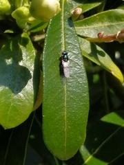 Chloromyia formosa