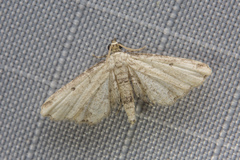 Sufetula