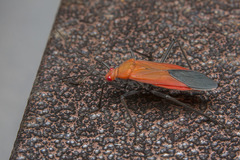Leptocoris abdominalis