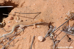 Acanthodactylus dumerilii