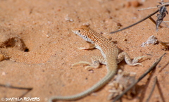 Acanthodactylus dumerilii