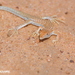 Acanthodactylus dumerilii - Photo (c) Martina Milanese, algunos derechos reservados (CC BY-NC-ND), subido por Martina Milanese