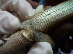 Cnemidophorus vanzoi