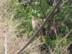 Phoenicurus auroreus