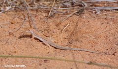 Acanthodactylus dumerilii