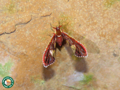 Anotia