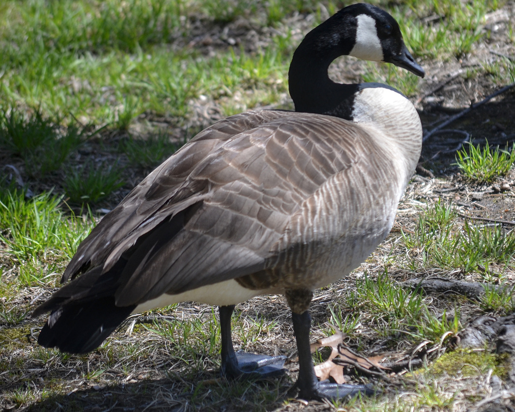 Springfield Goose Canada Goose from Upper Hill, Springfield, MA 01109, USA on April 27 ...