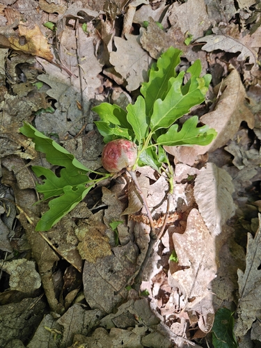Oak Apple Gall Wasp