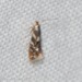 Oak Skeletonizer Moth - Photo (c) Erika Mitchell, some rights reserved (CC BY-NC), uploaded by Erika Mitchell