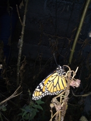 Danaus plexippus plexippus