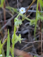 Harpagonella palmeri