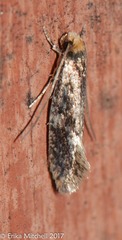 Tinea apicimaculella