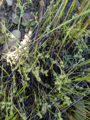 Harpagonella palmeri