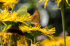 Argynnis laodice