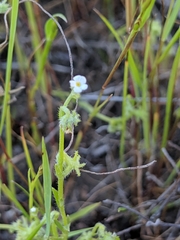 Harpagonella palmeri
