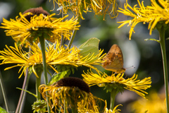 Argynnis laodice