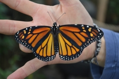 Danaus plexippus plexippus