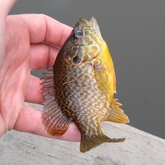 Lepomis gibbosus × cyanellus