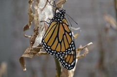 Danaus plexippus plexippus