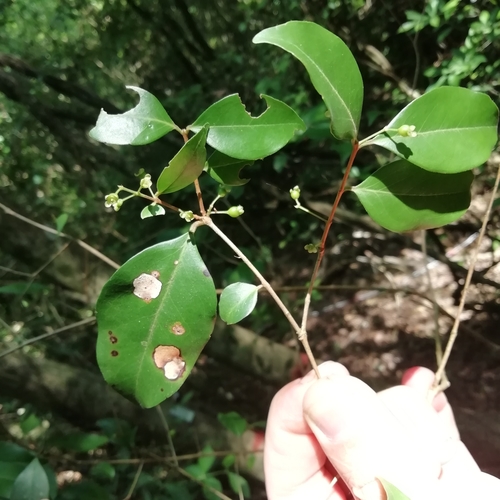 Eugenia modesta