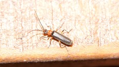 Podabrus vernalis