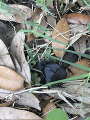 Phanaeus triangularis