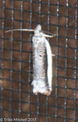 Ancylis albacostana