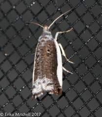 Ancylis albacostana