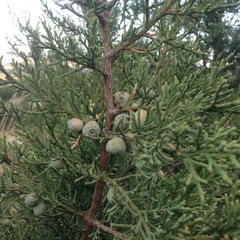 Juniperus deppeana deppeana