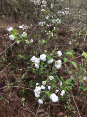 Spiraea prunifolia
