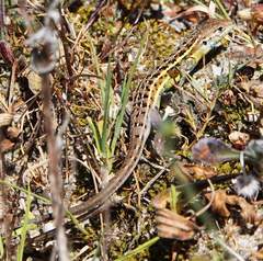 Psammodromus occidentalis