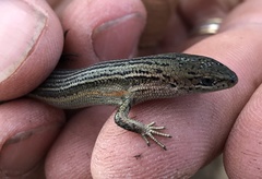 Pseudemoia pagenstecheri
