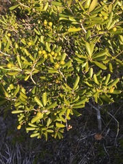 Jacquinia keyensis