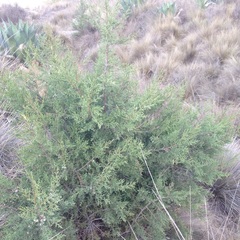 Juniperus deppeana deppeana