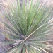 Yucca mixtecana - Photo (c) Bodo Nuñez Oberg,  זכויות יוצרים חלקיות (CC BY-NC), הועלה על ידי Bodo Nuñez Oberg