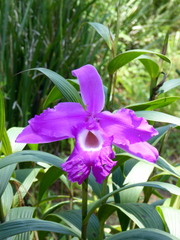 Sobralia macrantha
