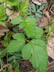 Geum vernum