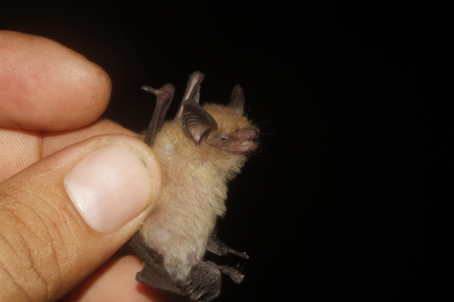 little yellow bat