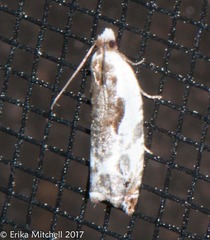 Ancylis nubeculana