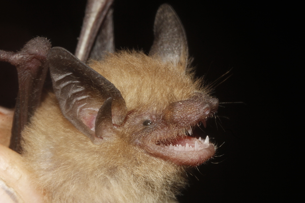 Little Yellow Bat