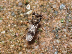 Sphyracephala brevicornis