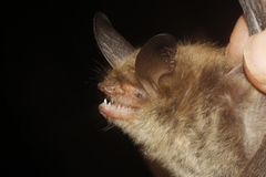Myotis auriculus