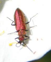 Lobonyx aeneus