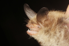 Myotis auriculus