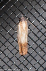 Eucosma umbrastriana