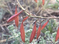 Astragalus australis