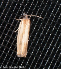 Eucosma umbrastriana