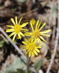 Tephroseris kirilowii